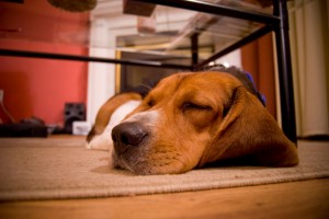 Dog asleep on a warm floor